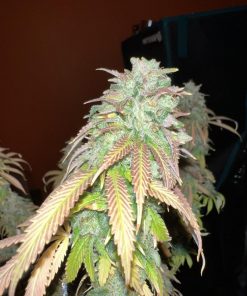 Strawberry Cookies Feminized Esrar Tohumu (Super Sativa Seed Club)