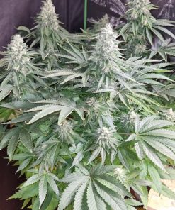 Strawberry Cookies Feminized Esrar Tohumu (Super Sativa Seed Club)