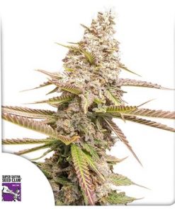 Strawberry Cookies Feminized Esrar Tohumu (Super Sativa Seed Club)