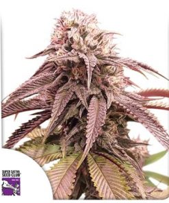 Strawberry Cookies Feminized Esrar Tohumu (Super Sativa Seed Club)
