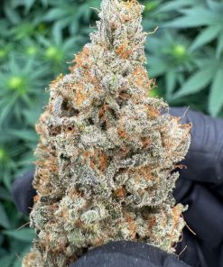 Strawberry Cookies Feminized Esrar Tohumu (Super Sativa Seed Club)