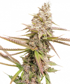 Strawberry Cookies Feminized Esrar Tohumu (Super Sativa Seed Club)