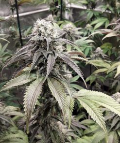 Strawberry Cookies Feminized Esrar Tohumu (Super Sativa Seed Club)