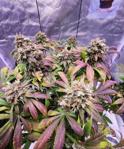 Strawberry Cookies Feminized Esrar Tohumu (Super Sativa Seed Club)