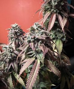 Strawberry Cookies Feminized Esrar Tohumu (Super Sativa Seed Club)
