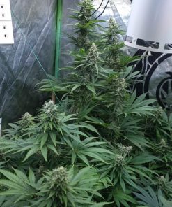 Strawberry Cookies Feminized Esrar Tohumu (Super Sativa Seed Club)