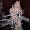 Strawberry Cookies OG R1 Feminized Esrar Tohumu (ETHOS Genetics)