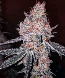 Strawberry Cookies OG R1 Feminized Esrar Tohumu (ETHOS Genetics)