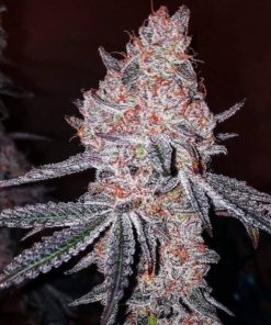 Strawberry Cookies OG R1 Feminized Esrar Tohumu (ETHOS Genetics)