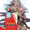 Strawberry Cough Feminized Esrar Tohumu (Zamnesia Seeds)