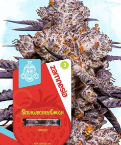 Strawberry Cough Feminized Esrar Tohumu (Zamnesia Seeds)