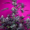 Studio 54 Stardust Auto Fem Esrar Tohumu (Sweet Seeds)