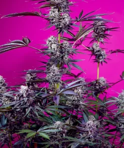 Studio 54 Stardust Auto Fem Esrar Tohumu (Sweet Seeds)