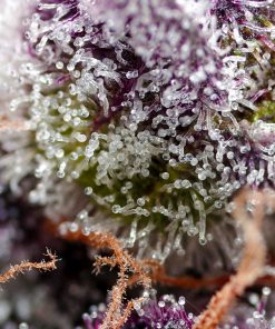 Studio 54 Stardust Auto Fem Esrar Tohumu (Sweet Seeds)
