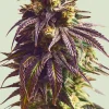 Sundae Driver Feminized Esrar Tohumu (Royal Queen Seeds)