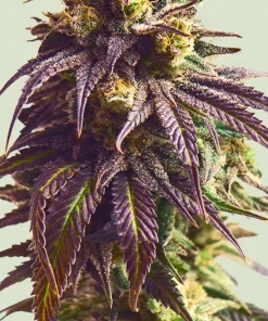 Sundae Driver Feminized Esrar Tohumu (Royal Queen Seeds)