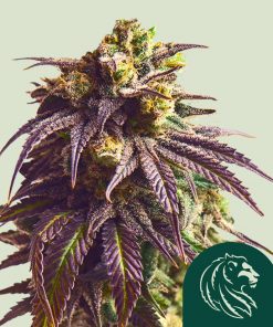 Sundae Driver Feminized Esrar Tohumu (Royal Queen Seeds)