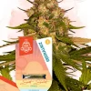 Sunset Sherbet Feminized Esrar Tohumu (Zamnesia Seeds)
