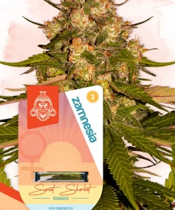 Sunset Sherbet Feminized Esrar Tohumu (Zamnesia Seeds)
