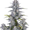 Super Boof Auto Fem Esrar Tohumu (Fast Buds)