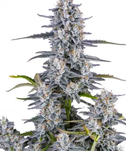 Super Boof Auto Fem Esrar Tohumu (Fast Buds)
