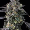 Super Boof Feminized Esrar Tohumu (Barney's Farm)