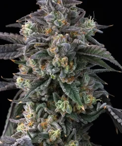 Super Boof Feminized Esrar Tohumu (Barney's Farm)