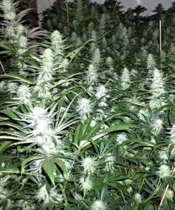 Super Lemon Haze Feminized Esrar Tohumu (Canuk Seeds)