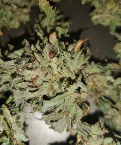Super Lemon Haze Feminized Esrar Tohumu (Canuk Seeds)
