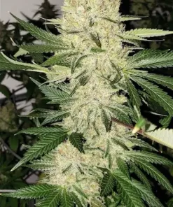 Super Lemon Haze Regular Esrar Tohumu (ETHOS Genetics)