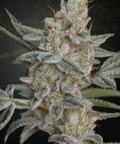 Super Lemon Haze X RS11 Feminized Esrar Tohumu (Green House Seed Co.)