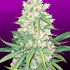 Super Silver Haze Feminized Esrar Tohumu (Crop King Seeds)