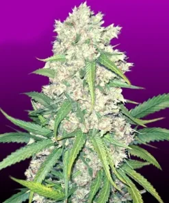 Super Silver Haze Feminized Esrar Tohumu (Crop King Seeds)