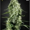 Super Silver Haze Feminized Esrar Tohumu (Green House Seed Co.)