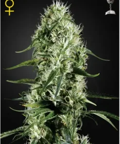 Super Silver Haze Feminized Esrar Tohumu (Green House Seed Co.)