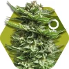 Super Silver Haze Feminized Esrar Tohumu (Zambeza)