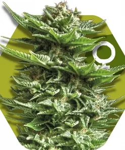 Super Silver Haze Feminized Esrar Tohumu (Zambeza)