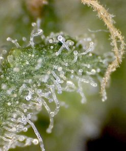 Super Silver Haze Feminized Esrar Tohumu (Zambeza)