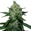 Super Skunk () Feminized Esrar Tohumu (ILGM)
