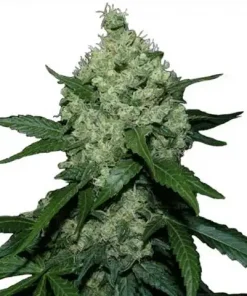 Super Skunk () Feminized Esrar Tohumu (ILGM)