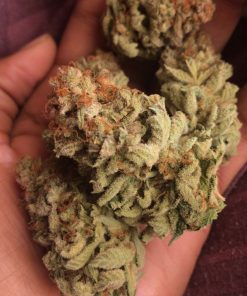 Super Skunk () Feminized Esrar Tohumu (ILGM)