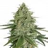Super Skunk Feminized Esrar Tohumu (Seedstockers)