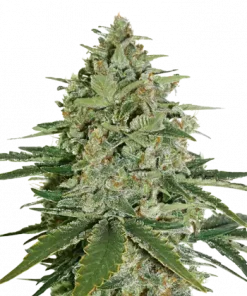 Super Skunk Feminized Esrar Tohumu (Seedstockers)