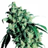 Super Skunk Feminized Esrar Tohumu (Sensi Seeds)