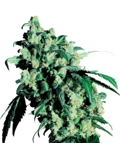 Super Skunk Feminized Esrar Tohumu (Sensi Seeds)
