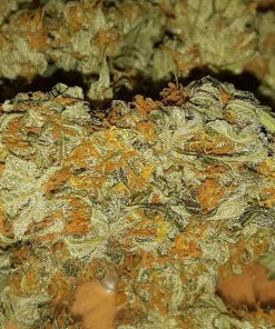 Super Skunk Feminized Esrar Tohumu (Sensi Seeds)