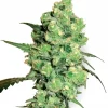 Super Skunk Feminized Esrar Tohumu (White Label)