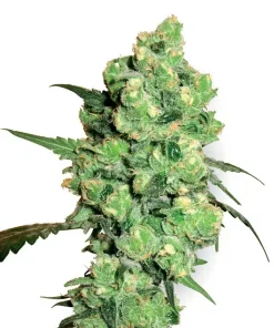 Super Skunk Feminized Esrar Tohumu (White Label)