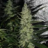 Super Skunk Regular Esrar Tohumu (Spliff Seeds)