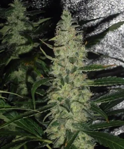 Super Skunk Regular Esrar Tohumu (Spliff Seeds)